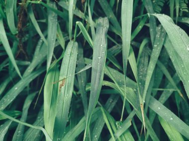 Arka plan veya doku yeşil vetiver bırakır