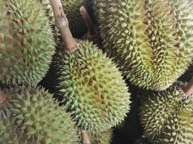 Durian tropikal meyvesine yaklaş