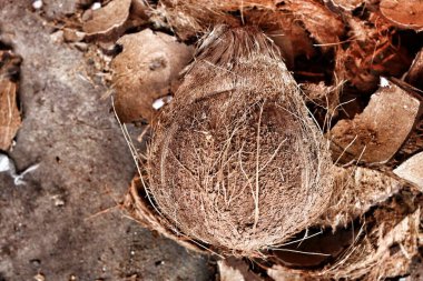 Hindistan cevizi sütü yapmak için tropikal meyveler