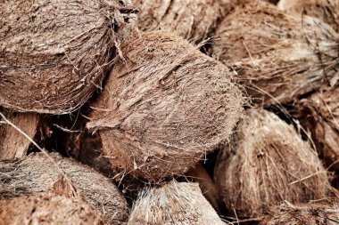 Hindistan cevizi sütü yapmak için tropikal meyveler