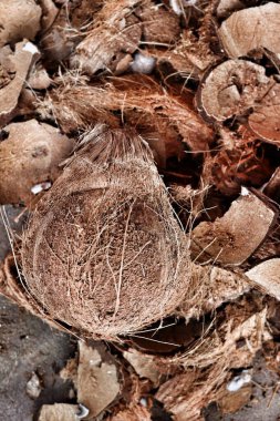 Hindistan cevizi sütü yapmak için tropikal meyveler