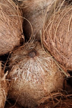 Hindistan cevizi sütü yapmak için tropikal meyveler