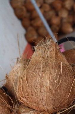 Hindistan cevizi sütü yapmak için tropikal meyveler