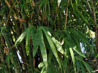 Ağaçta gölgeli bambu yaprakları