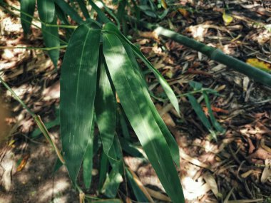 Ağaçta gölgeli bambu yaprakları