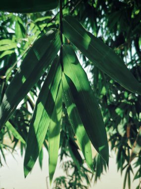 Ağaçta gölgeli bambu yaprakları
