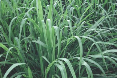 Arka plan veya doku yeşil vetiver bırakır