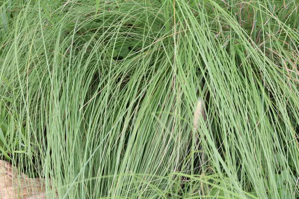 stock image Green grass leaves background or texture