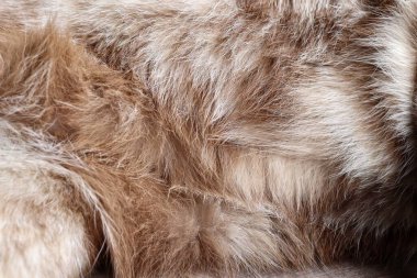 Kedi kürkü arkaplan veya doku