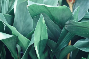 Yeşil tropik yaprakların güzelliği