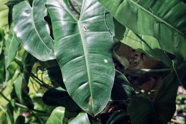 Yeşil tropik yaprakların güzelliği