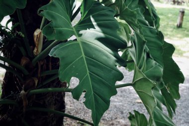 Yeşil tropik yaprakların güzelliği