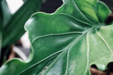 Yeşil tropik yaprakların güzelliği