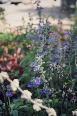 Güzel mor salvia çiçekleri