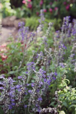 Güzel mor salvia çiçekleri
