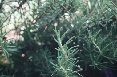 Taze biberiye bitkisine yakın çekim