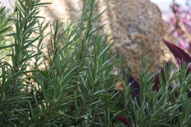 Taze biberiye bitkisine yakın çekim