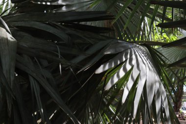 Yeşil tropik yaprakların güzelliği