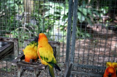 Kafesteki kuş papağanı