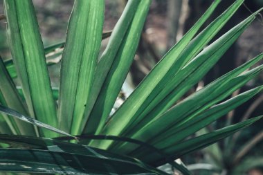 Yeşil tropik yaprakların güzelliği
