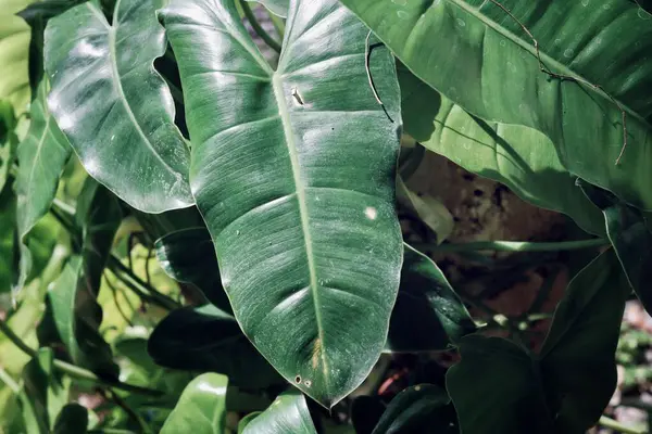 Yeşil tropik yaprakların güzelliği