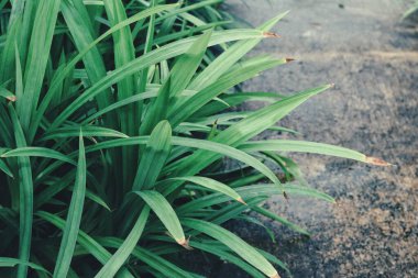 Yeşil pandan yapraklarını kapat