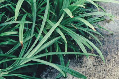 Yeşil pandan yapraklarını kapat