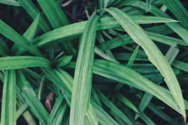 Yeşil pandan yapraklarını kapat