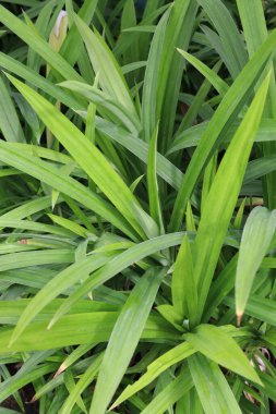 Yeşil pandan yapraklarını kapat