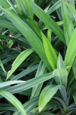 Yeşil pandan yapraklarını kapat