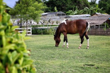 Bahçedeki kahverengi atın güzelliği