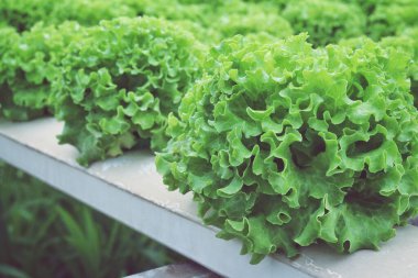 Yeşil meşe salatasını kapat.