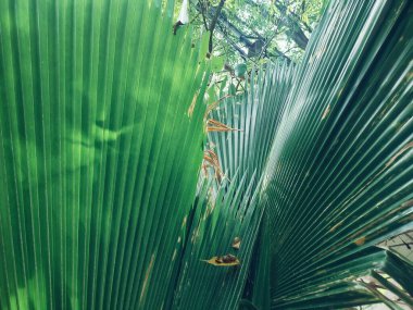 Yeşil tropik yaprakların güzelliği