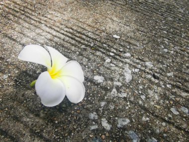 Beyaz frangipani tropikal çiçeklerine yaklaş