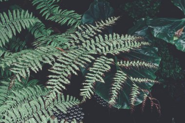 Yeşil tropik yaprakların güzelliği