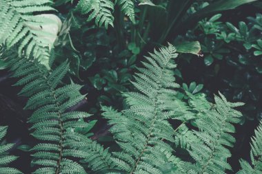 Yeşil tropik yaprakların güzelliği