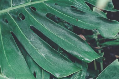 Yeşil tropik yaprakların güzelliği