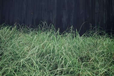 Arka plan veya doku yeşil vetiver bırakır