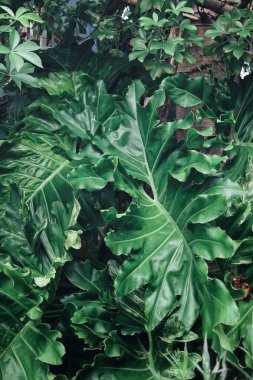 Yeşil tropik yaprakların güzelliği