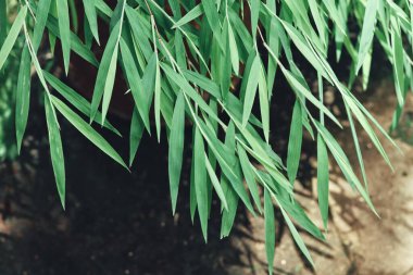 Ağaçtaki yeşil bambu yaprakları