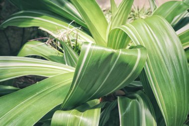 Yeşil tropik yaprakların güzelliği