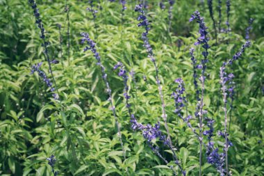 Güzel mor bahar çiçekleri