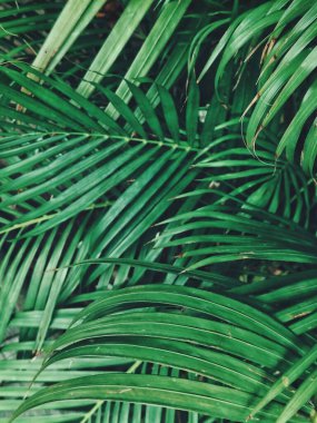 Yeşil tropik yaprakların güzelliği