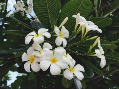 Beyaz frangipani tropikal çiçekleri ve yeşil yaprakların güzelliği