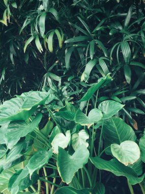 Yeşil tropik yaprakların güzelliği