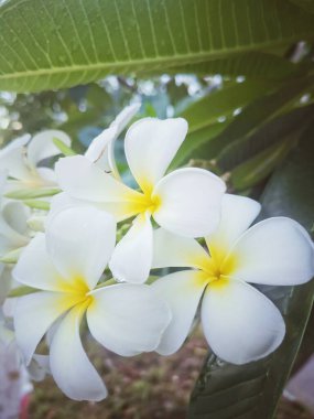 Beyaz frangipani tropik çiçekleri ve yeşil yaprakların güzelliği