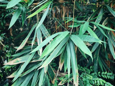 Bambu tropikal yapraklarının güzelliği