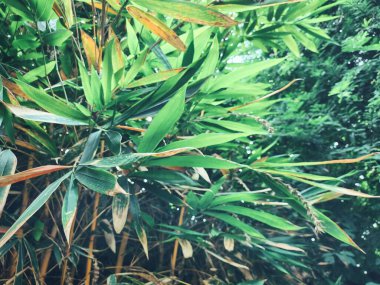 Bambu tropikal yapraklarının güzelliği