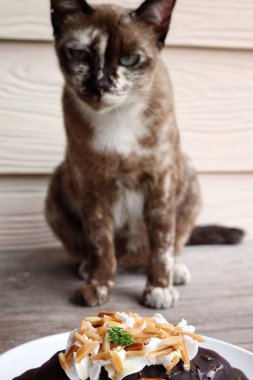 Gri kedi ve kruvasanın güzelliği