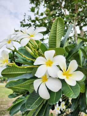 Beyaz frangipani tropikal çiçekleri ve yeşil yaprakların güzelliği